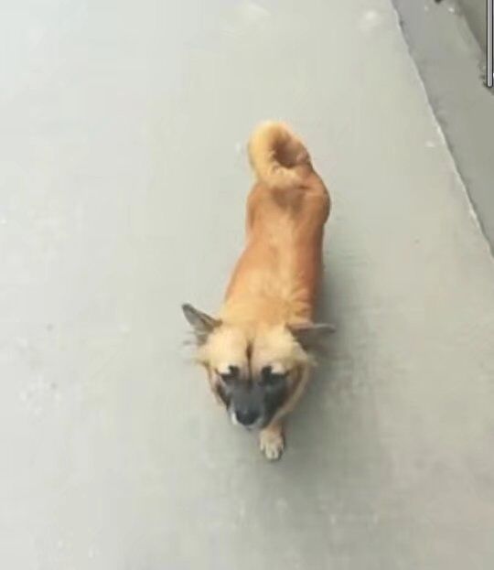 “粉樱”下的武昌理工学院，灵魂深处的感伤！