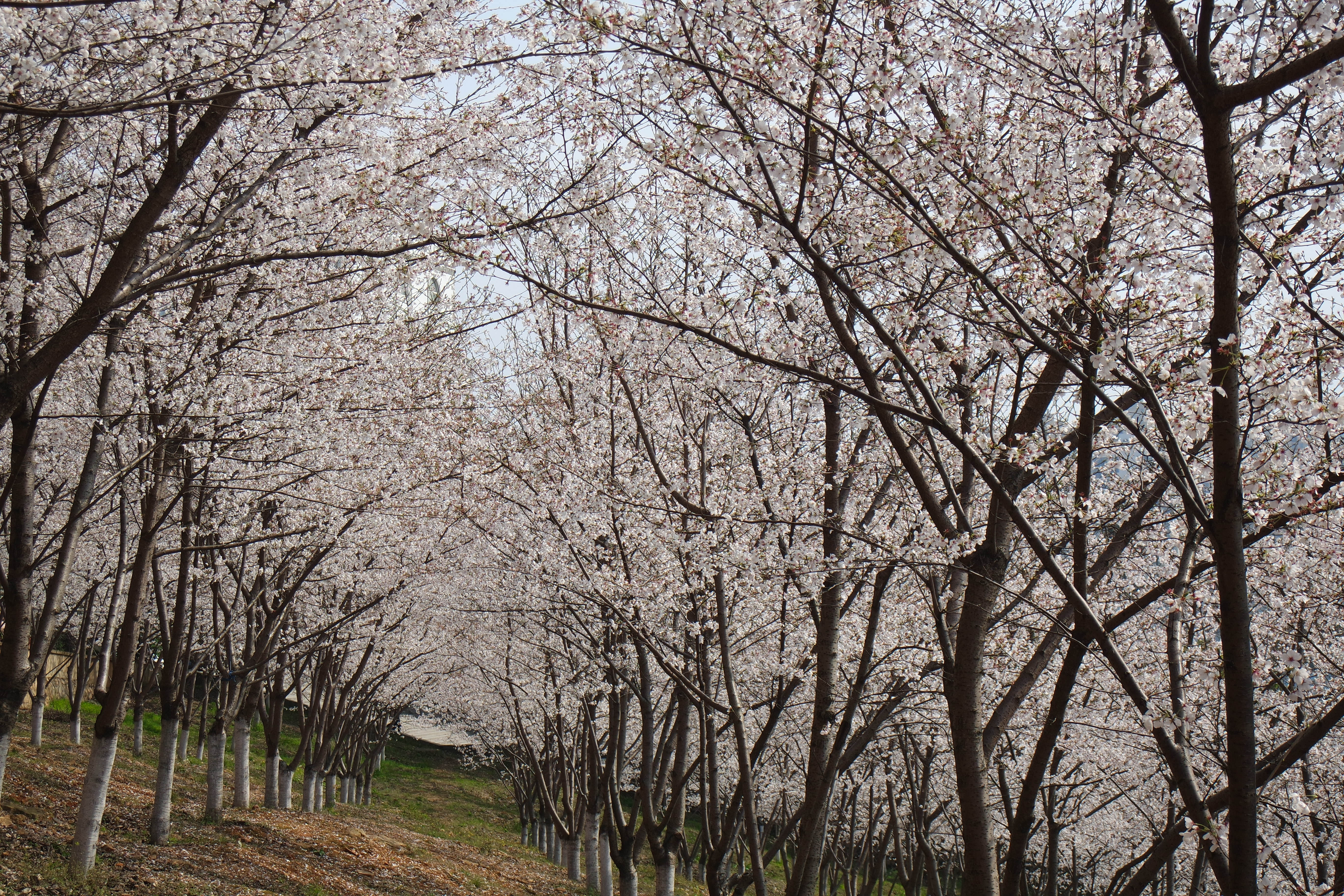 “粉樱”下的武昌理工学院，灵魂深处的感伤！