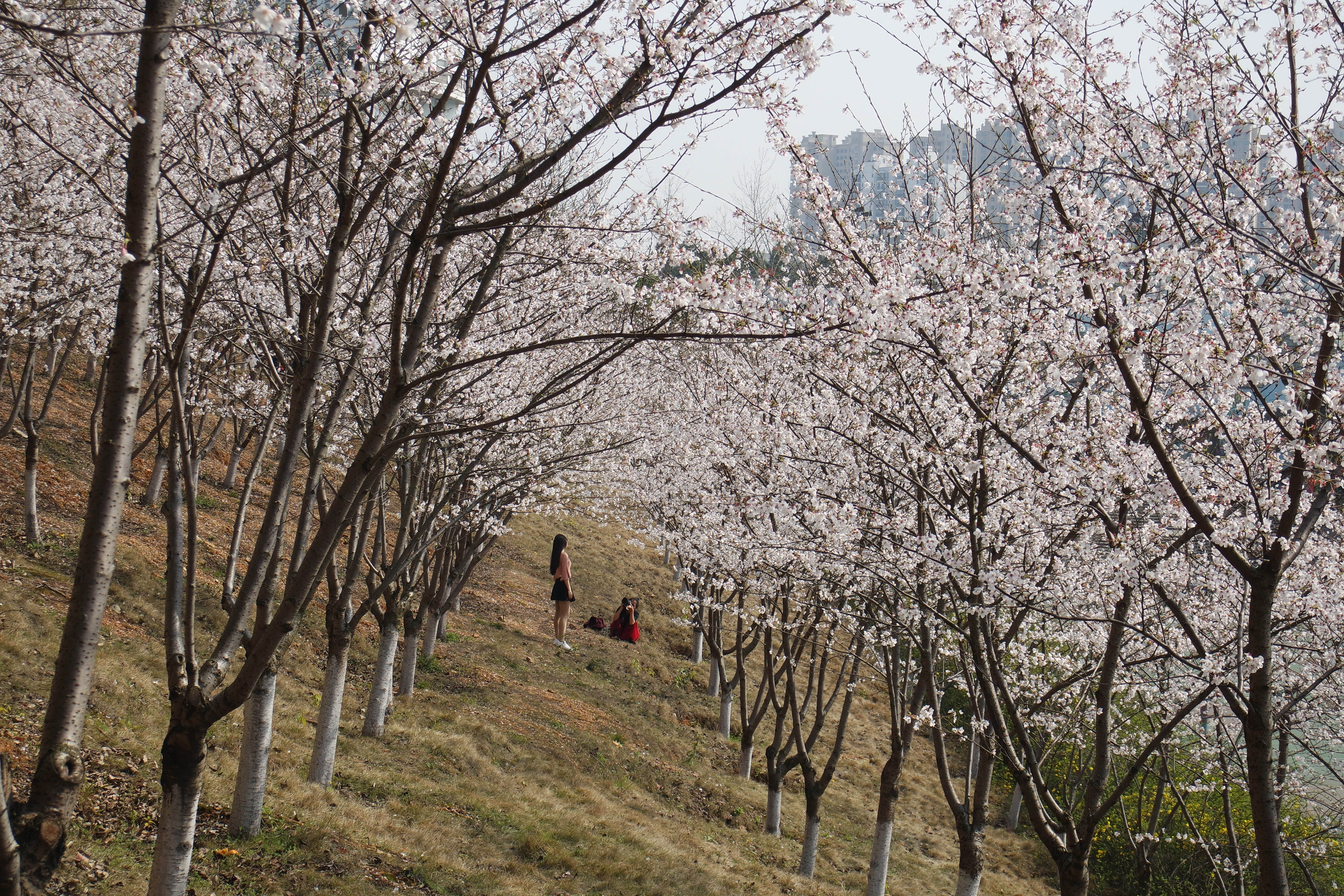 “粉樱”下的武昌理工学院，灵魂深处的感伤！
