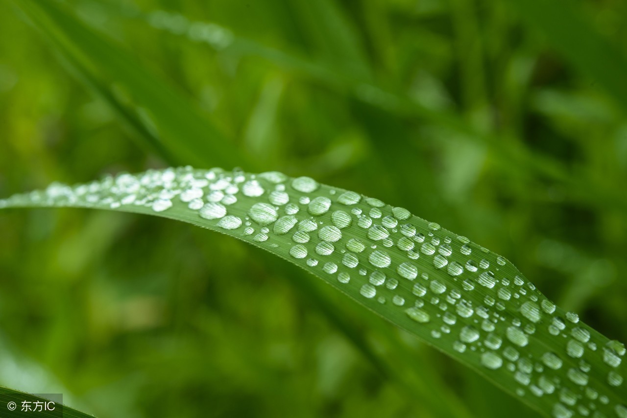 描写草儿的优美句子