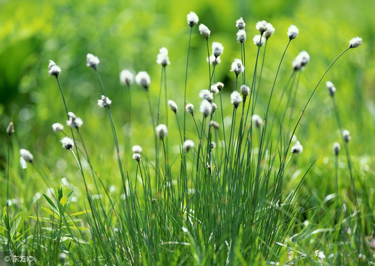 春天来了,草儿绿了,描写小草的好词好句好段,收藏起来