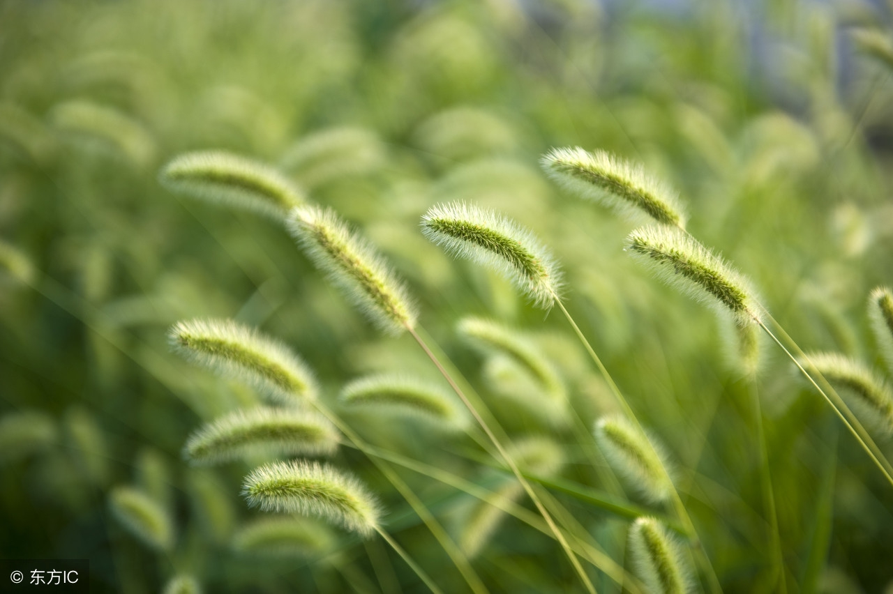 好词: :绿草如茵,草长莺飞,奇花异草,寸草春晖,绿茵遍野,铺青叠翠,草