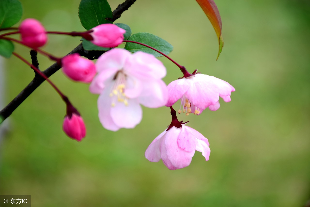 春天来了，描写“蜜蜂”的好词好句好段必不可少，为孩子写作收藏