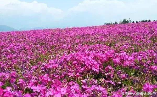 烟台10大赏春胜地，现在正是最美的季节！