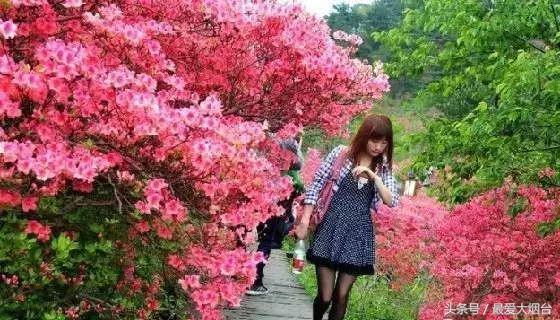 烟台10大赏春胜地，现在正是最美的季节！