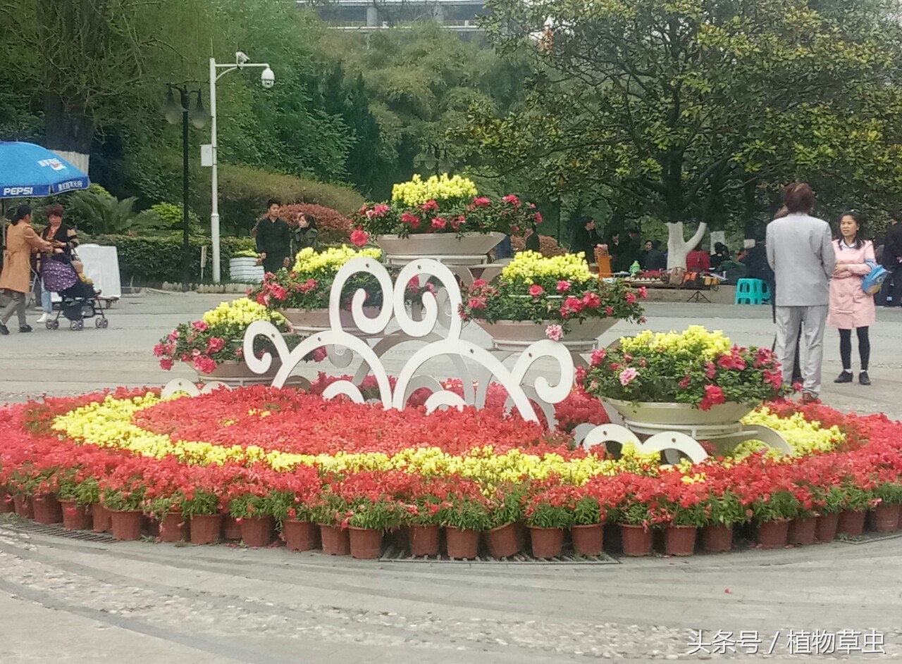 想要金鱼草三次开花，这样做其实也不难