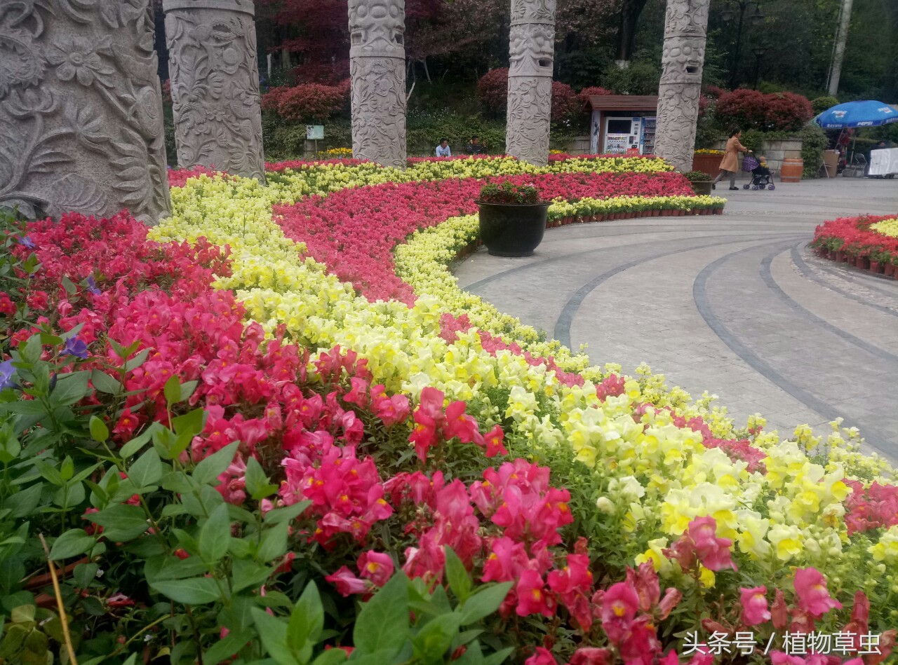 想要金鱼草三次开花，这样做其实也不难