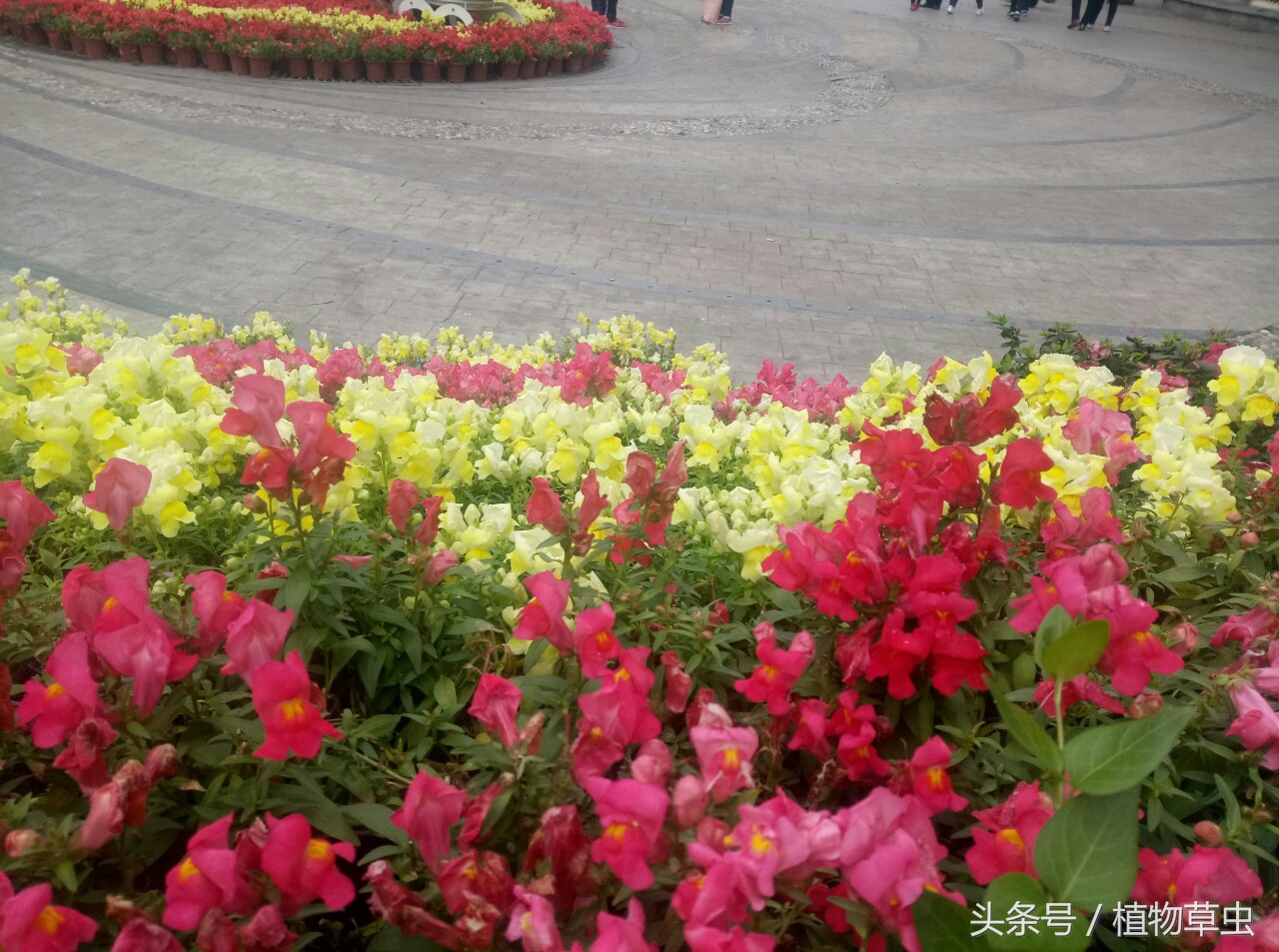 想要金鱼草三次开花，这样做其实也不难