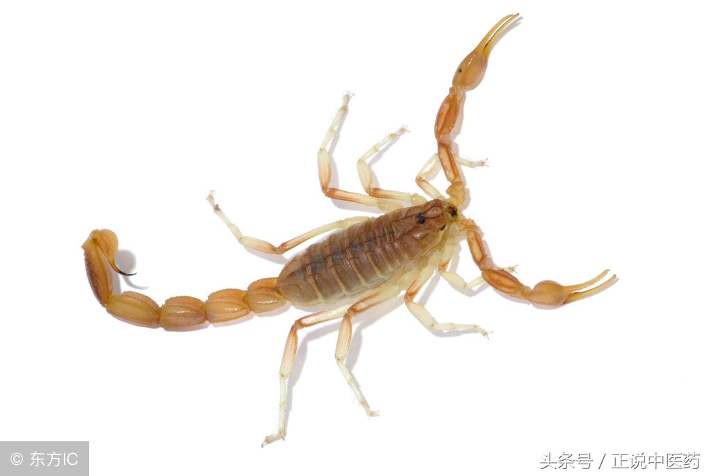 都说"毒如蛇蝎",你知道蝎子有什么药用价值吗?