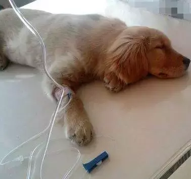 想自己给狗狗打针？阿伟来教你