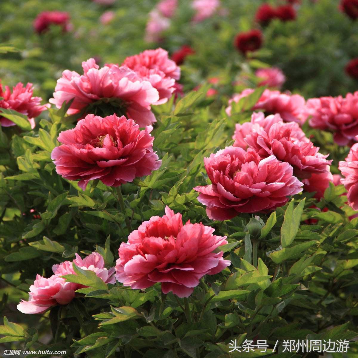 又是一年花开时，遣词造句颂牡丹，这些描写牡丹诗词和花一样美丽