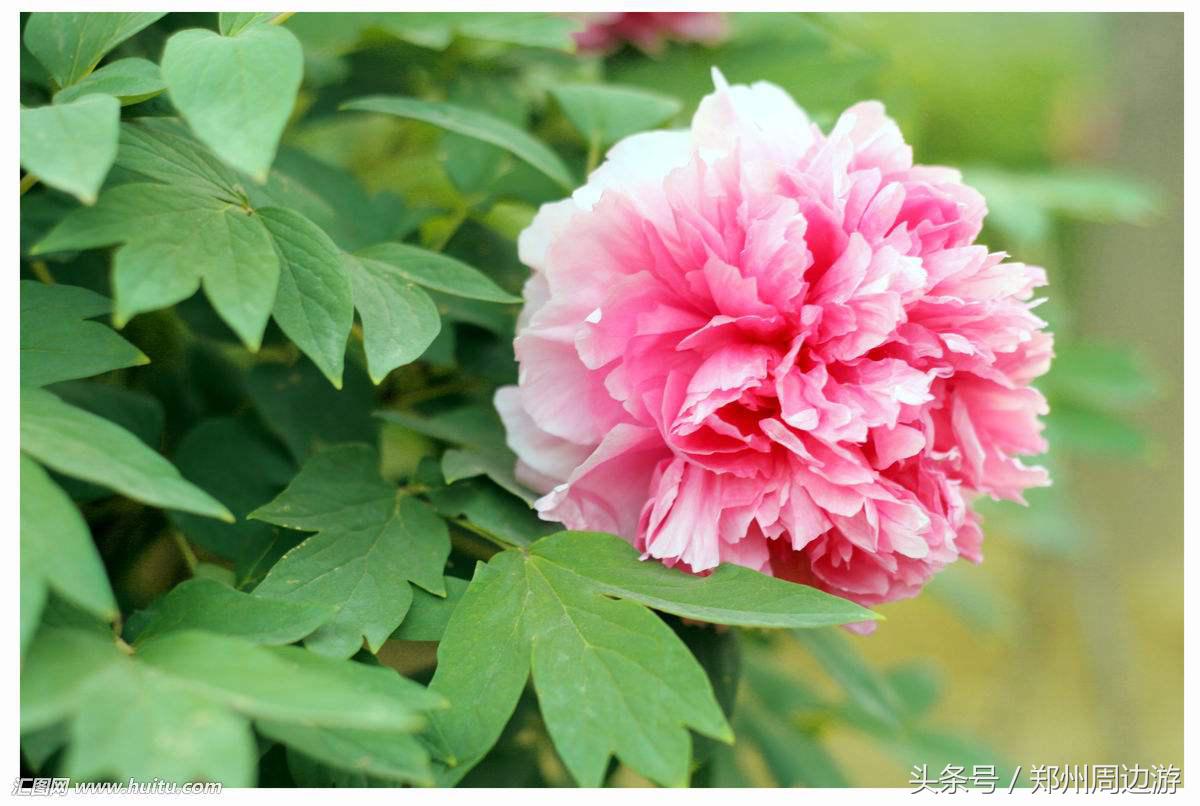 又是一年花开时，遣词造句颂牡丹，这些描写牡丹诗词和花一样美丽