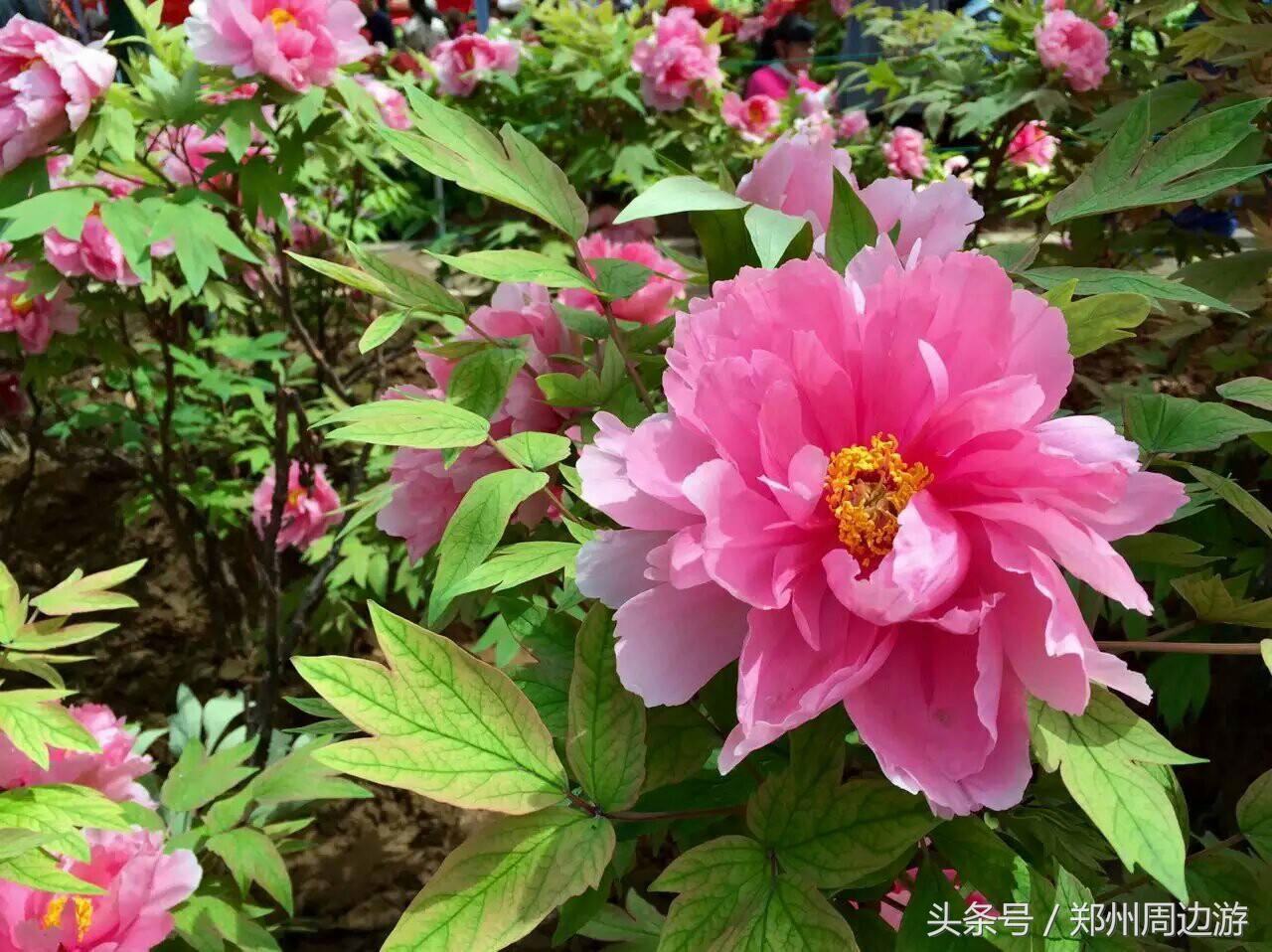 又是一年花开时，遣词造句颂牡丹，这些描写牡丹诗词和花一样美丽