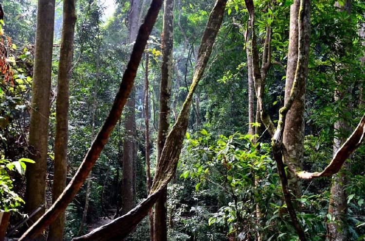 势而上,待卧薪尝胆,厚积薄发,而后出人头地,这种野生植物就是"扁担藤"