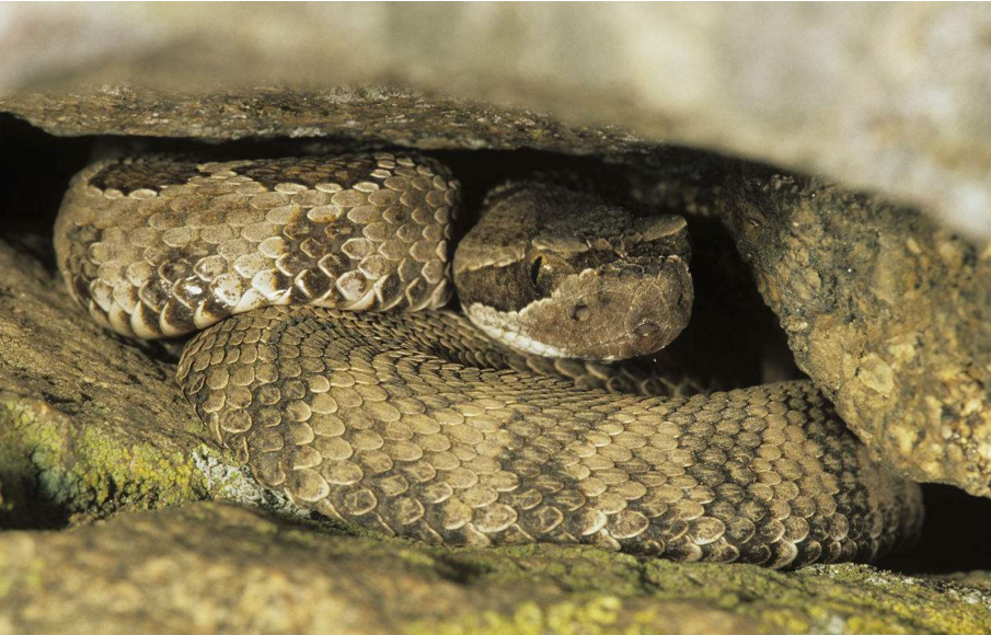 哪些动物冬眠(十种动物冬眠的方式)-我的快乐小窝