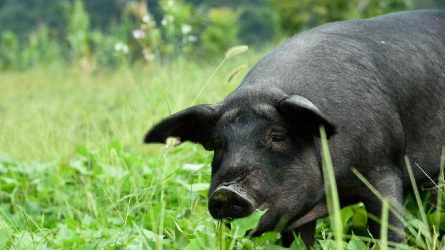 故事:黑猪受全村欺负多年,遇老道开口哭诉前世今生