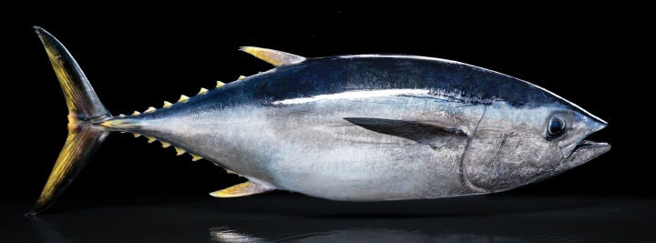 不想在吃日本料理时一脸懵然，就来认识一下这些字都是些什么鱼