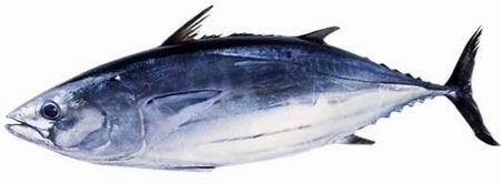 不想在吃日本料理时一脸懵然，就来认识一下这些字都是些什么鱼