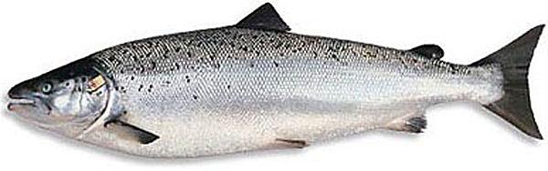 不想在吃日本料理时一脸懵然，就来认识一下这些字都是些什么鱼