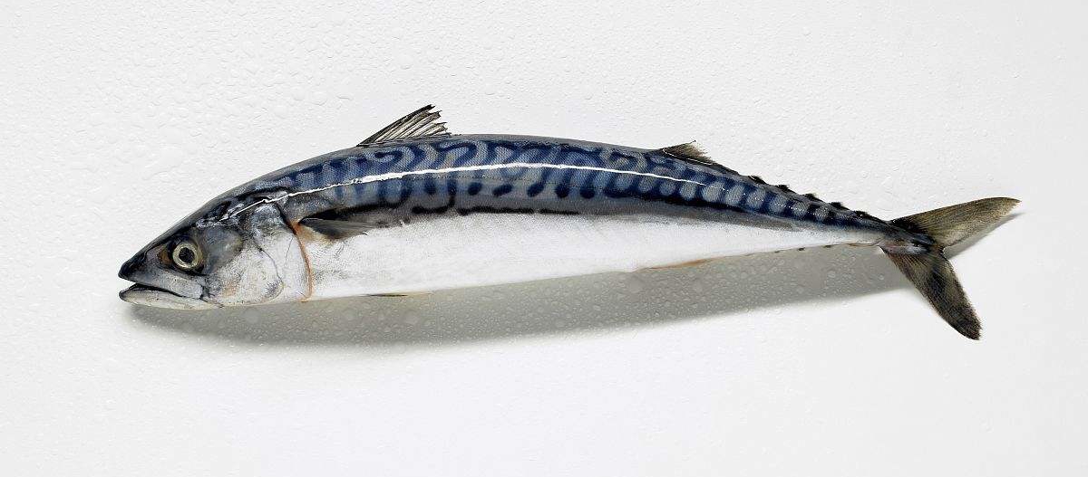 不想在吃日本料理时一脸懵然，就来认识一下这些字都是些什么鱼