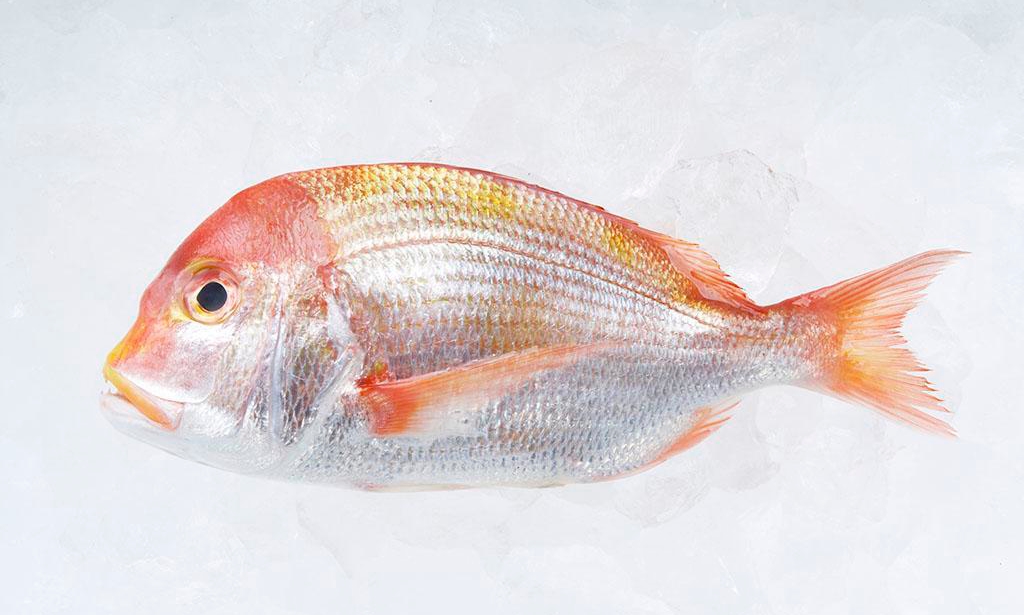 不想在吃日本料理时一脸懵然，就来认识一下这些字都是些什么鱼