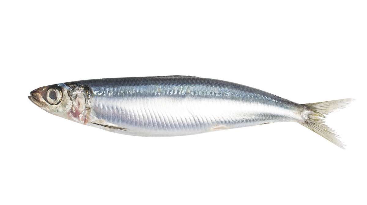 不想在吃日本料理时一脸懵然，就来认识一下这些字都是些什么鱼