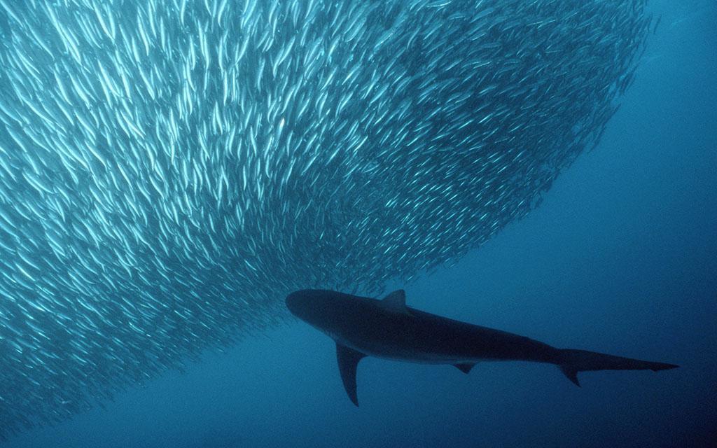 不想在吃日本料理时一脸懵然，就来认识一下这些字都是些什么鱼
