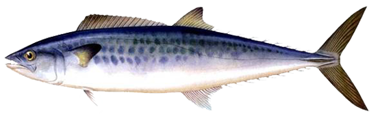 不想在吃日本料理时一脸懵然，就来认识一下这些字都是些什么鱼