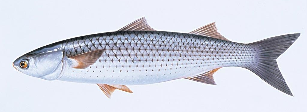 不想在吃日本料理时一脸懵然，就来认识一下这些字都是些什么鱼