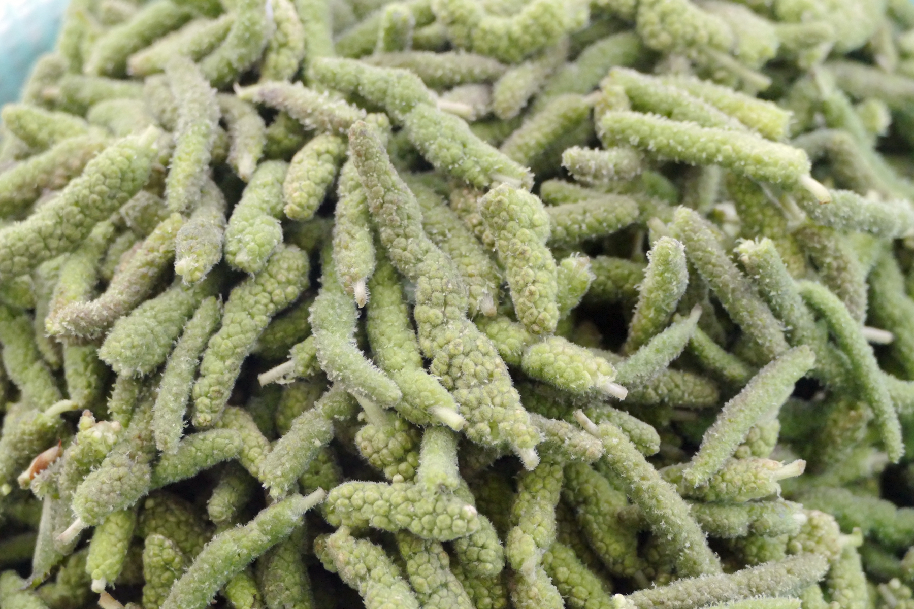 楮桃树的作用与功效(地里的野菜) - 行就行