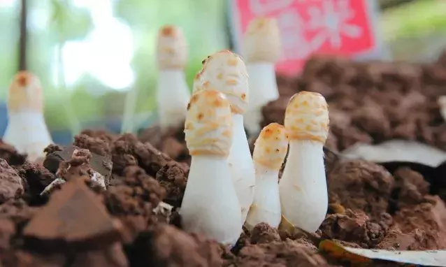 每周都去打牙祭!成都这6个五星级农家乐,月薪3000也能周周享!