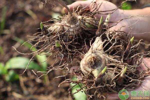 種植白芨賺錢嗎,種植白芨賺錢嗎?