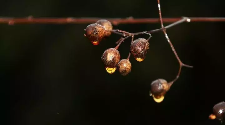 “七绝圣手”王昌龄12首诗词，带你领略边塞风光！