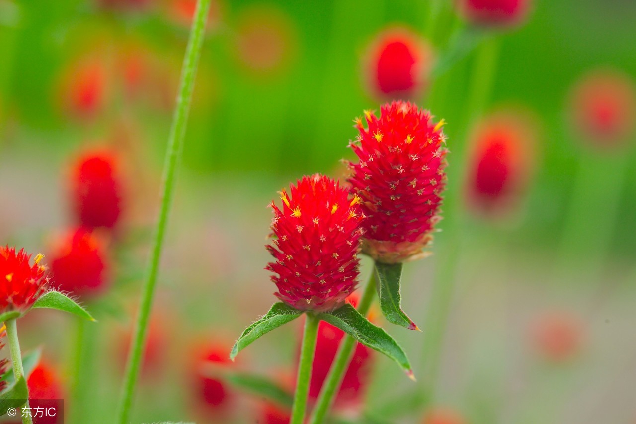 子玉研习花舍精简介绍家居用花，每日一花之玖：千日红
