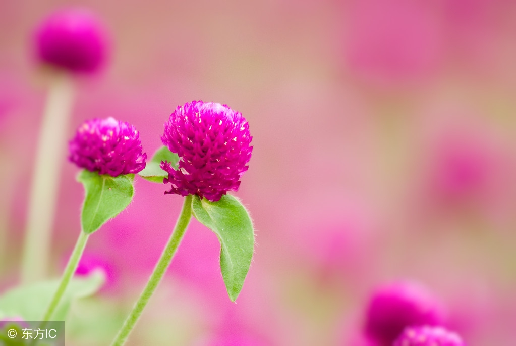 子玉研习花舍精简介绍家居用花，每日一花之玖：千日红