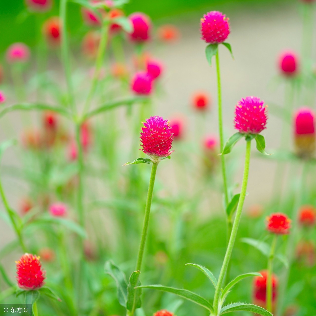 子玉研习花舍精简介绍家居用花，每日一花之玖：千日红