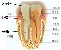 有些牙根是不用拔除的，你知道吗？  （口腔科普第四十五期）