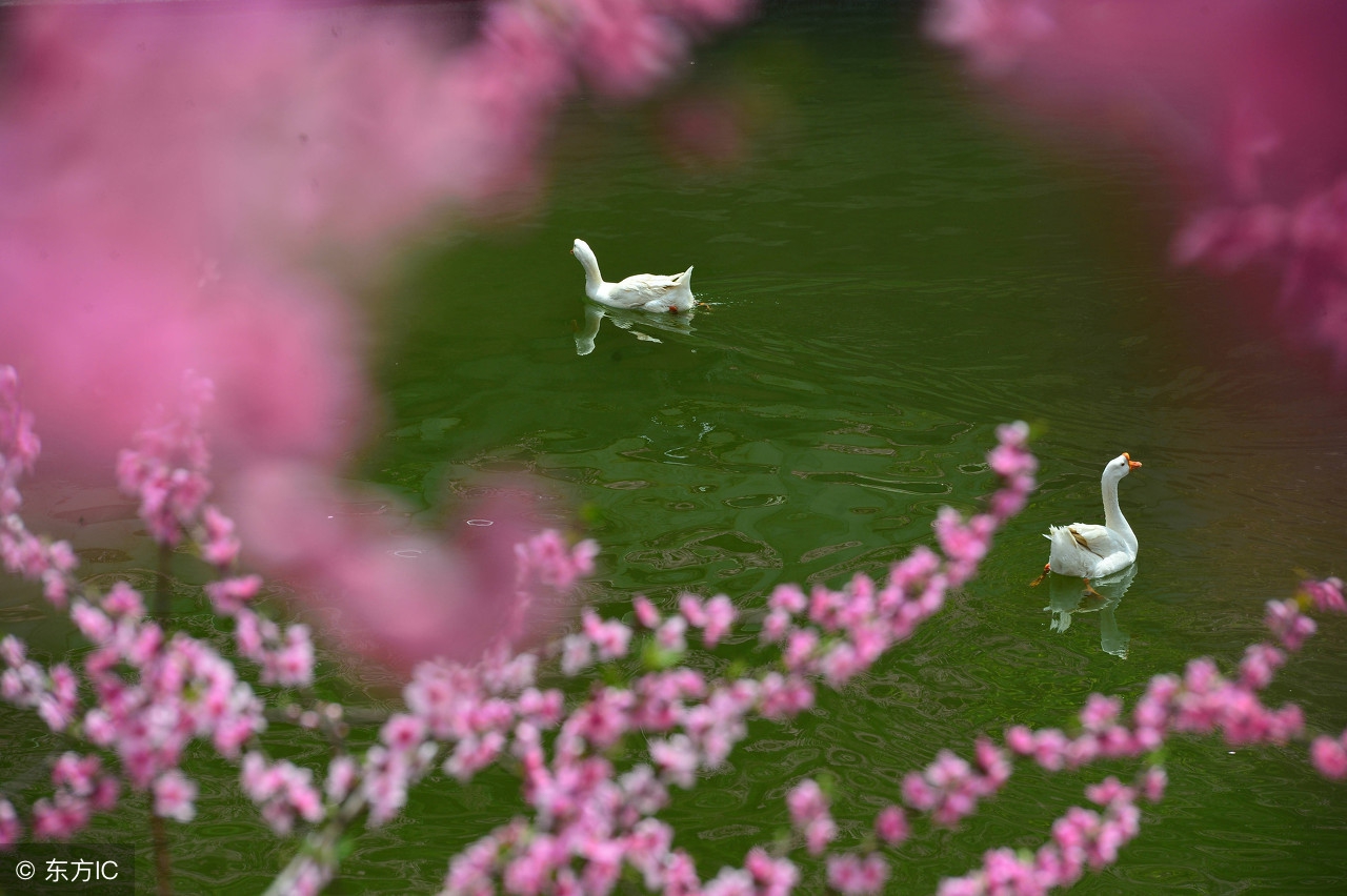 用十首关于桃花的诗词，带你抓住春天的尾巴