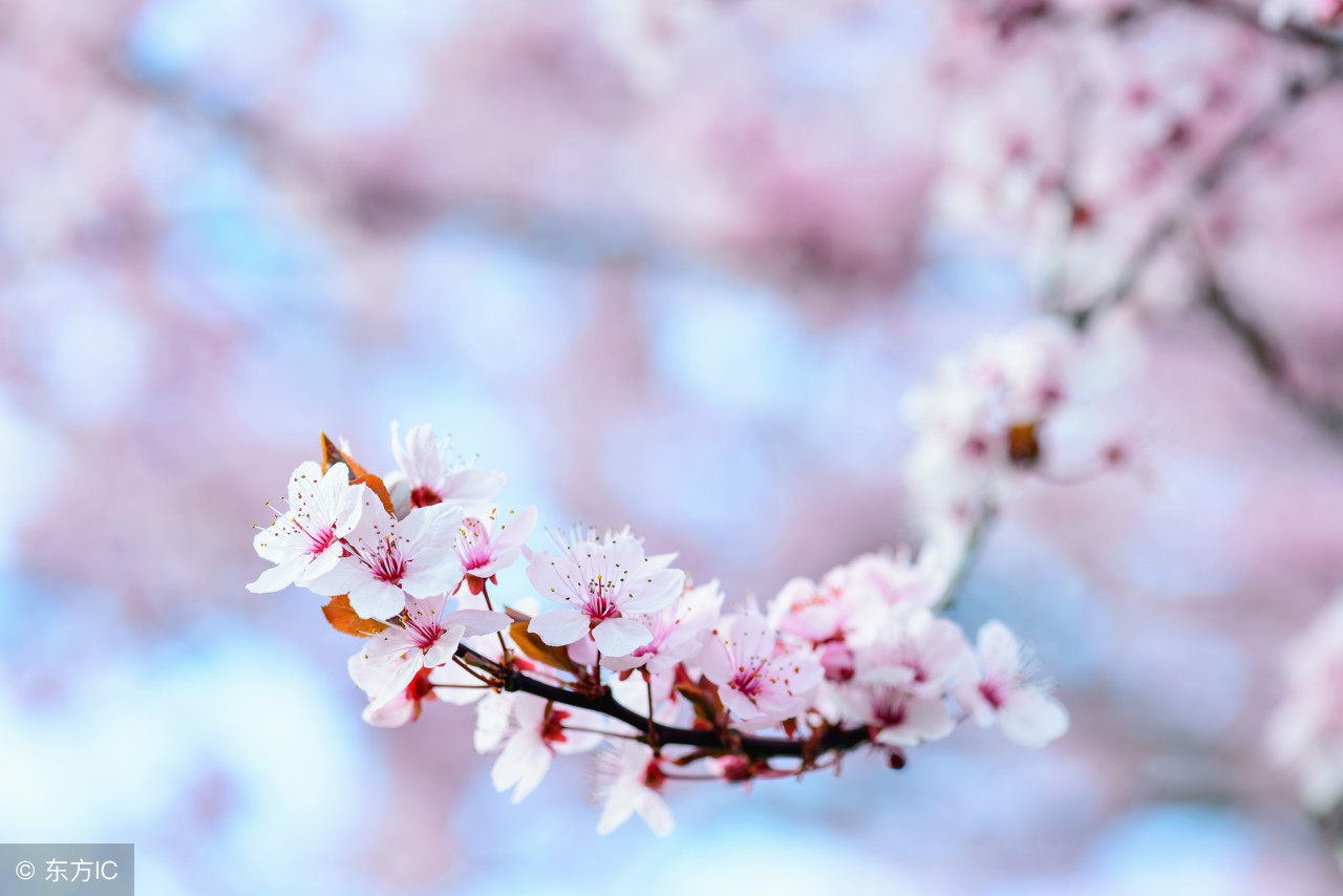 用十首关于桃花的诗词，带你抓住春天的尾巴