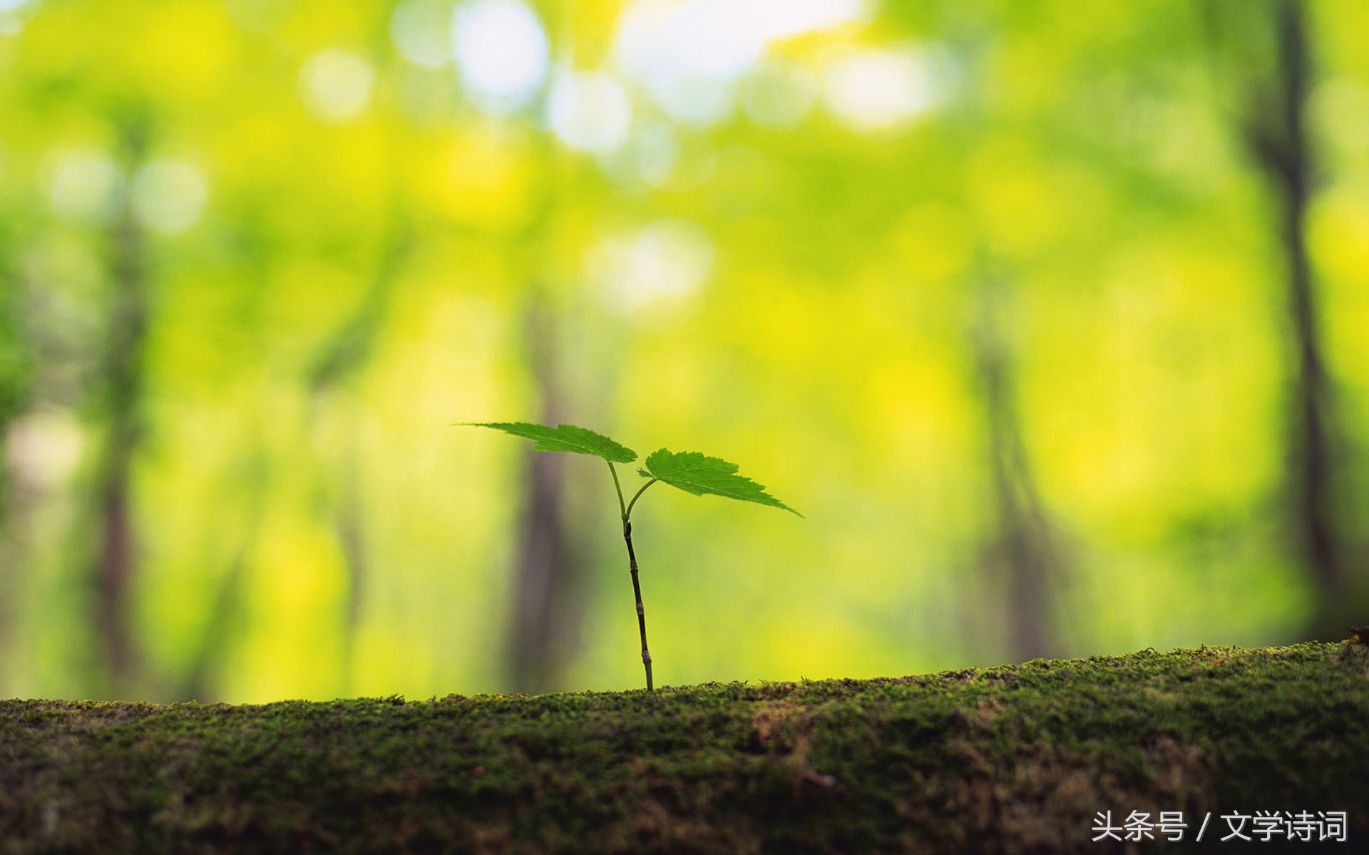 “人”字飞花令，你知道哪些带人的诗句？人生不相见，动如参与商