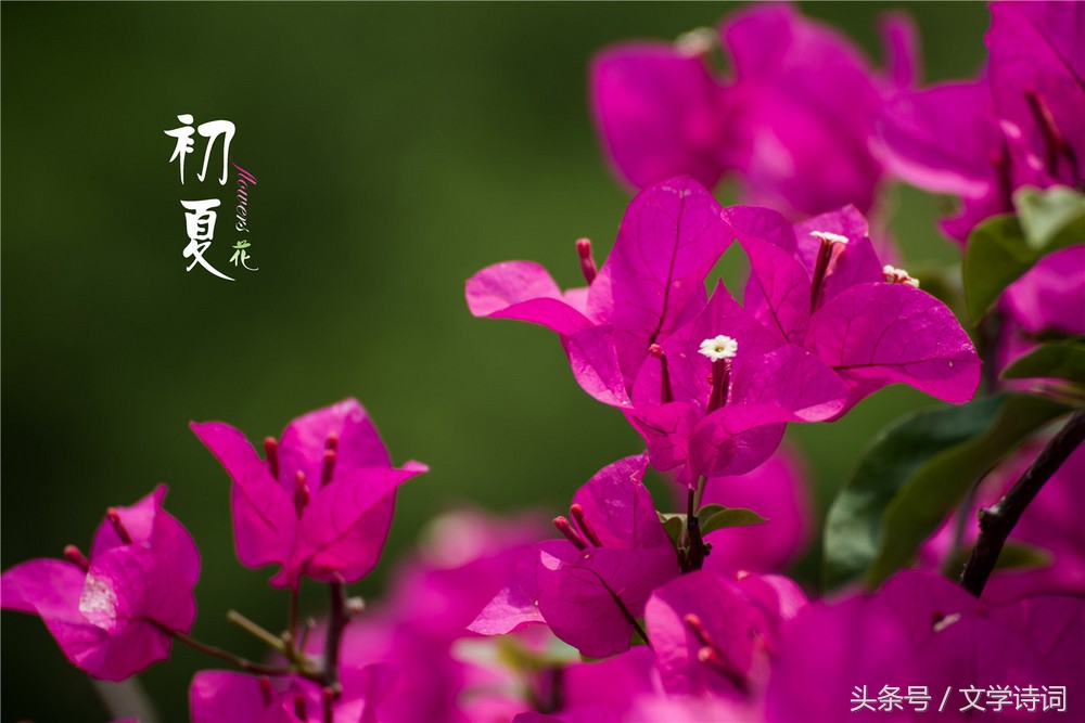 “人”字飞花令，你知道哪些带人的诗句？人生不相见，动如参与商