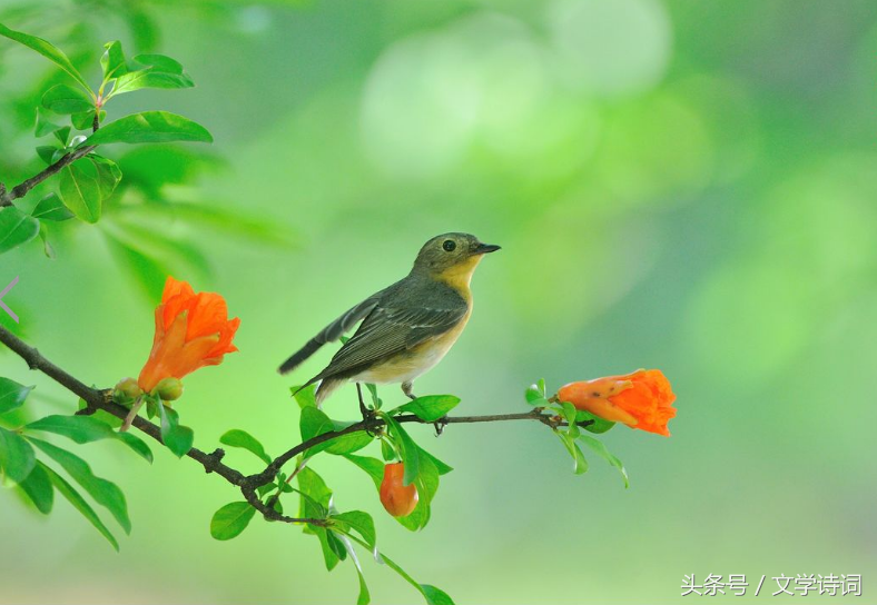 “人”字飞花令，你知道哪些带人的诗句？人生不相见，动如参与商