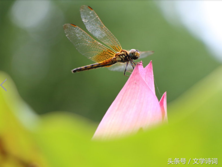 “人”字飞花令，你知道哪些带人的诗句？人生不相见，动如参与商