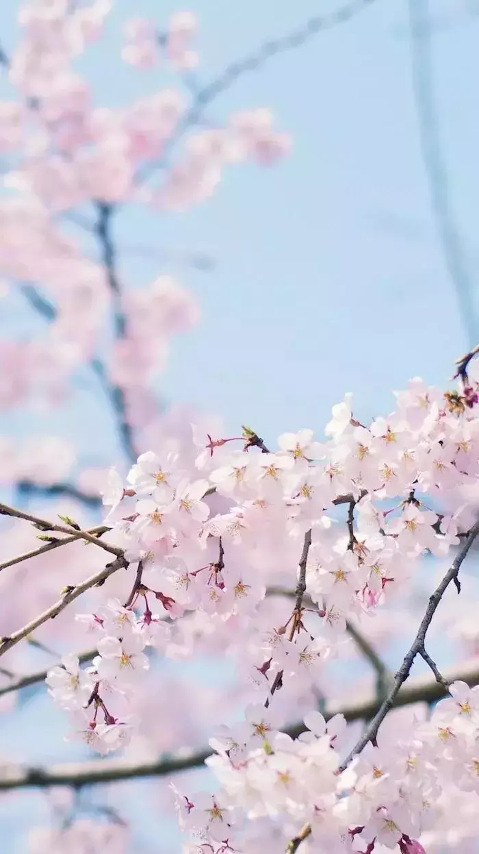 桃花古诗十首（关于桃花的古诗词文章分享）