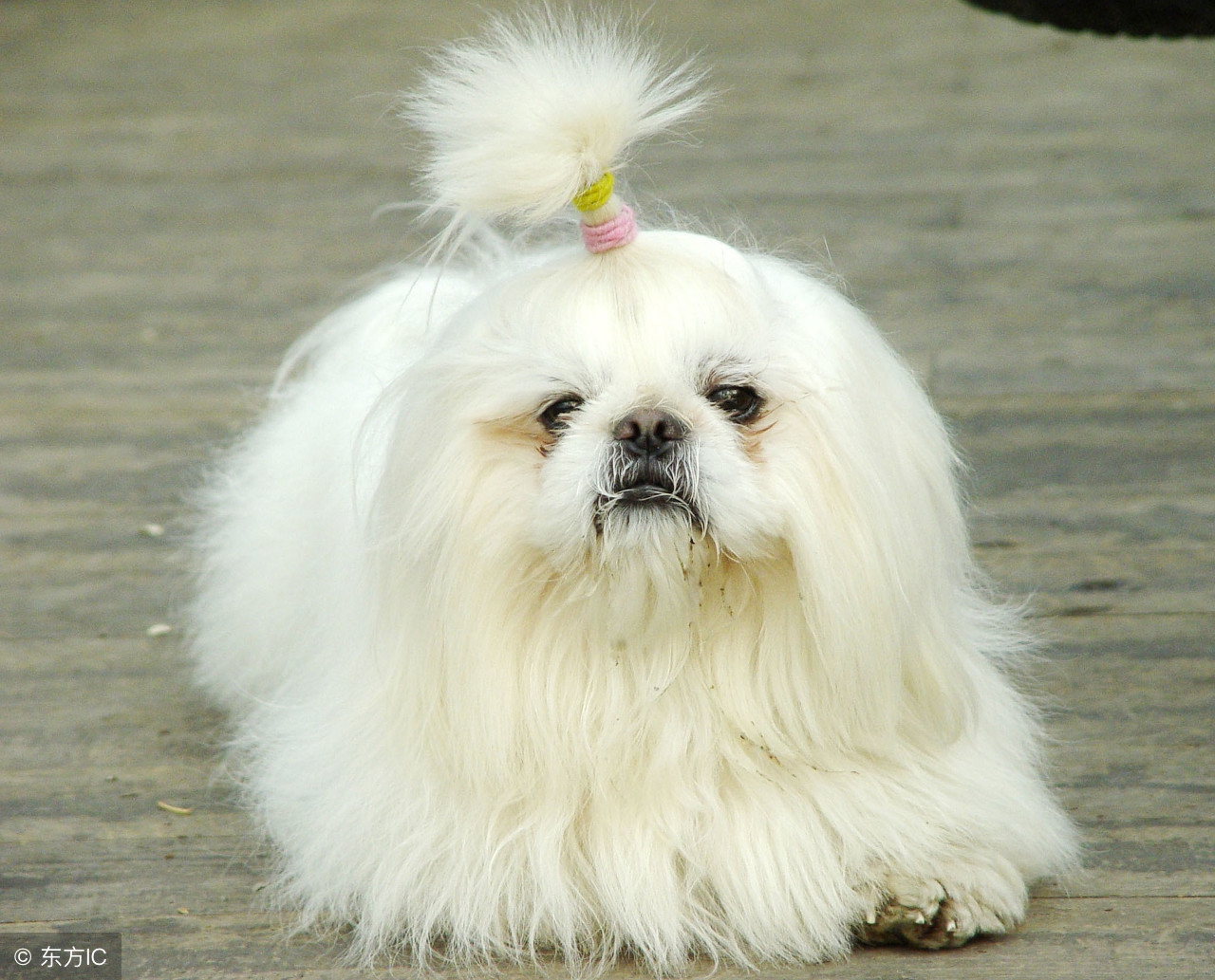 四月属狗人财神爷关照,财运旺盛,贵人运上升