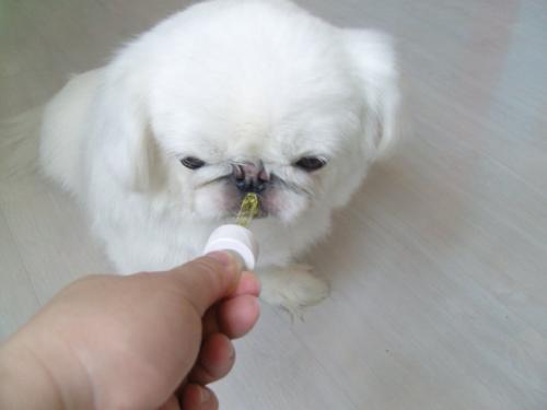 狗狗子宫出血吃什么药