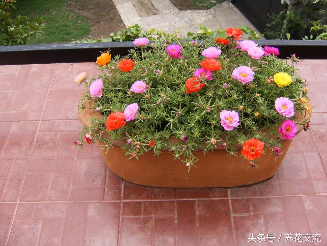 12种特别耐热的盆栽开花植物，这些植物夏天暴晒才能开花更多