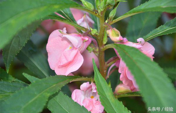 凤仙花有毒吗能养在室内吗（凤仙花基本知识科普）