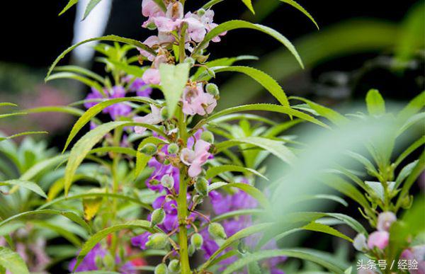 凤仙花有毒吗能养在室内吗（凤仙花基本知识科普）