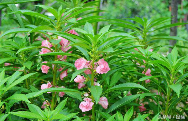 凤仙花有毒吗能养在室内吗（凤仙花基本知识科普）